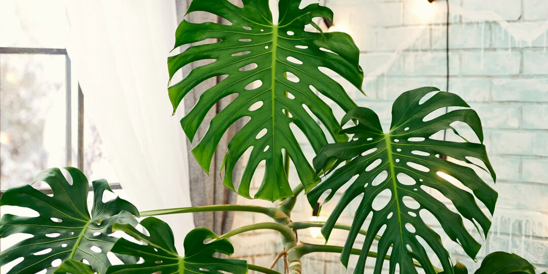 Монстера: Чудовище или Красавица?