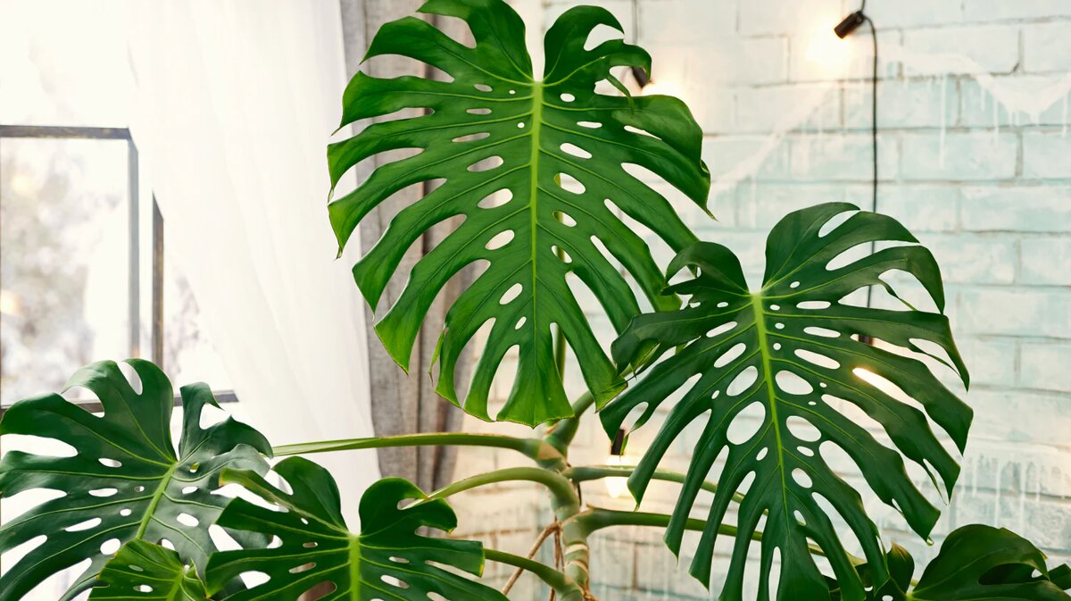 Фото https://liodoro.ru