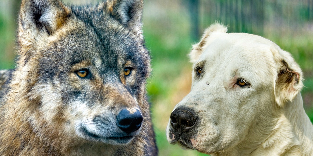 Почему ни один волкодав не выживет в лесу без участия человека