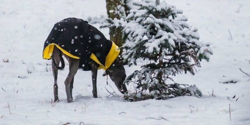    Алёна Бобрович