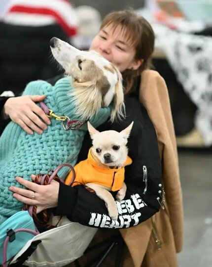    Сегодня тёплая одежда для собак – это прежде всего забота.предоставлено пресс-службой