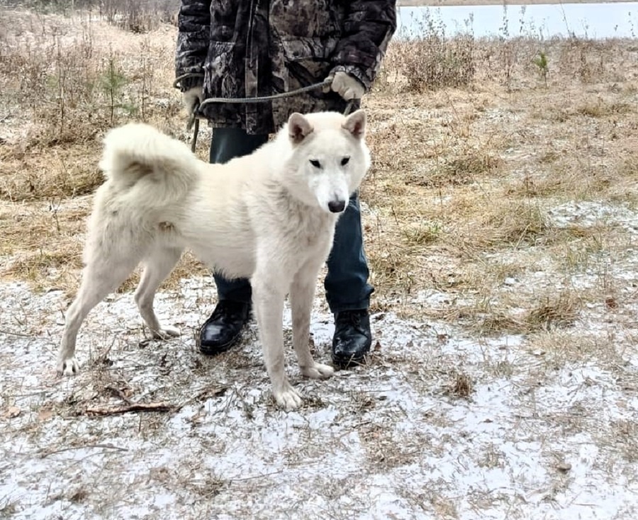 Лай В.Н.Викулова