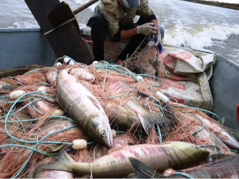 Сетевая кета