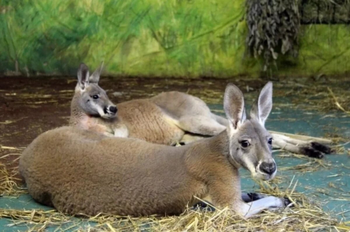    В зоопарке Нижнего Новгорода появились самые крупные в мире кенгуру