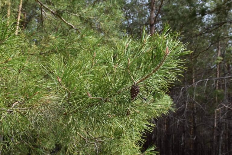    В Оренбуржье началась ежегодная акция по защите хвойных деревьев Оренбуржье