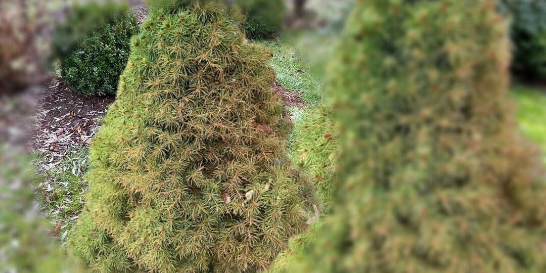 Тоже думала, что коники высыхают от солнца, а оказалось – от клеща. Как отличить поражение и быстро восстановить елочку