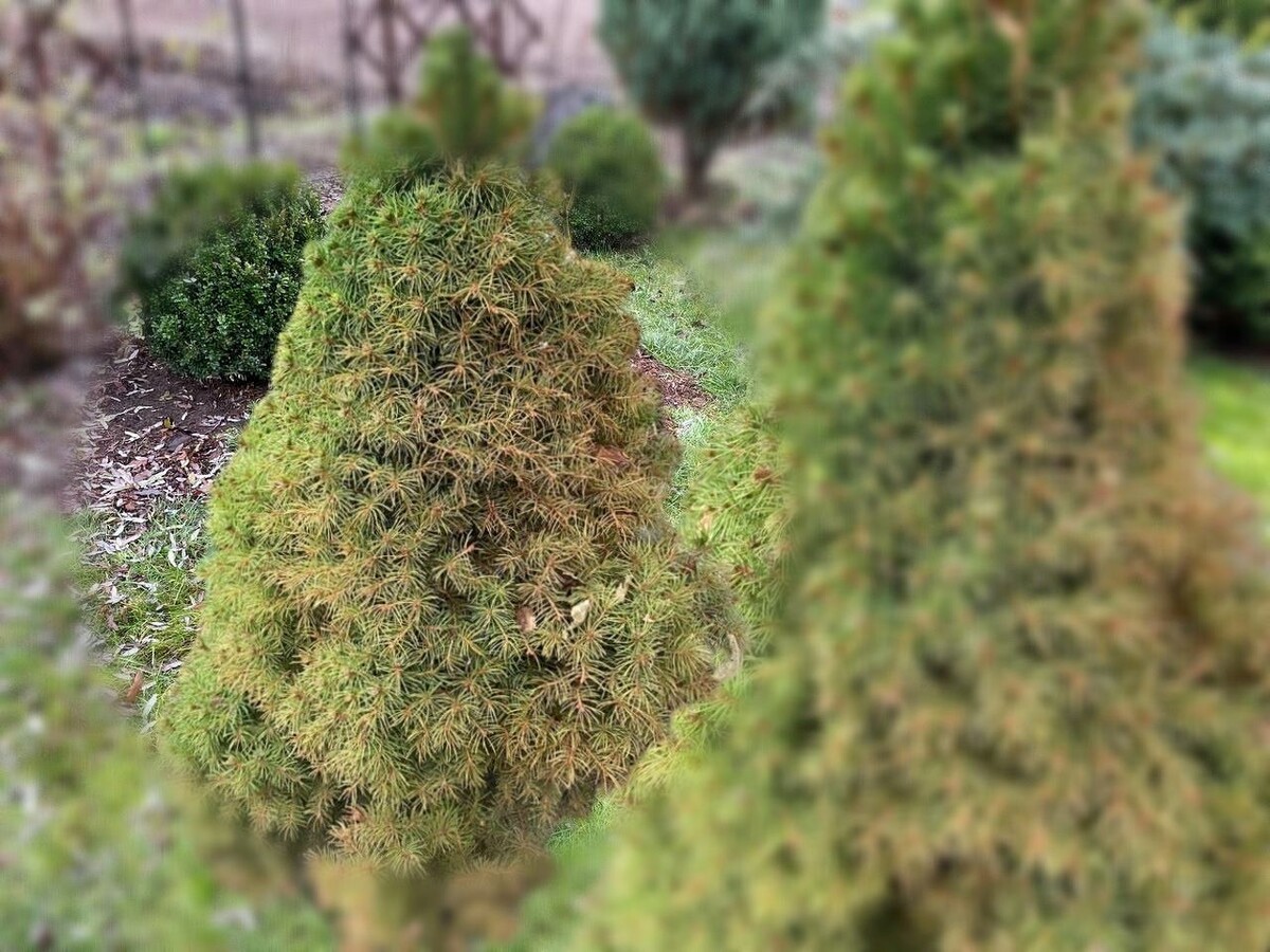 Поражение коники клещом