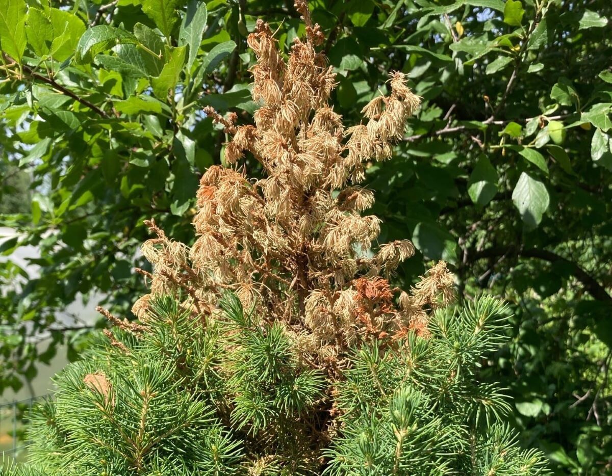 У коники может отсыхать макушка