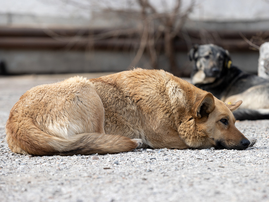 На людей нападают не дикие, а условно хозяйские собаки, прикормленные какими-нибудь сердобольными гражданами. Фото: Марат Мугинов / kzn.ru