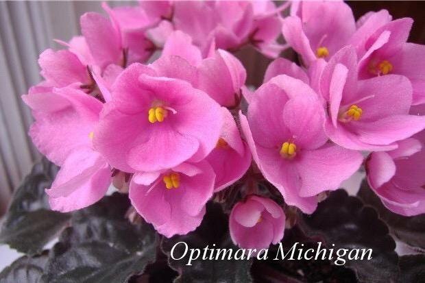 Промышленные сорта фиалок.