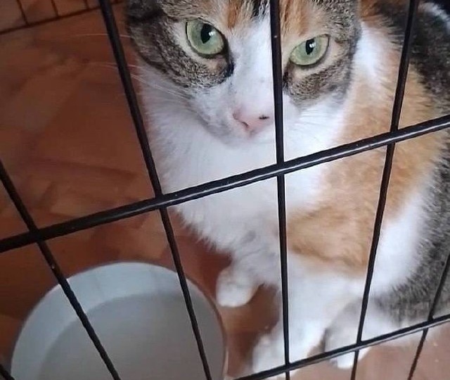 Друзья очень нужна помощь женщине, которая по просьбе жильцов одного из дворов забрала с улицу домашнюю кошку, которая оказалась на улице