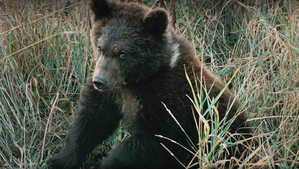 «Особенности национальной охоты», к/с «Ленфильм», 1995, реж. А. Рогожкин