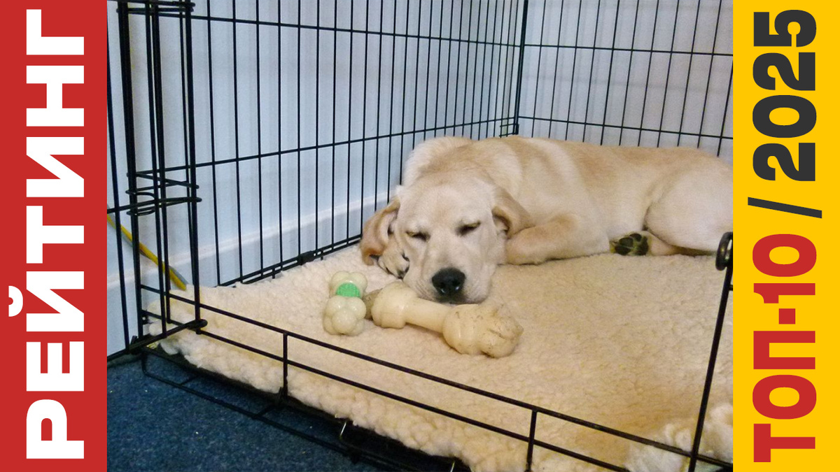 ТОП-10 Клеток для собак 2025 года: Рейтинг лучших моделей