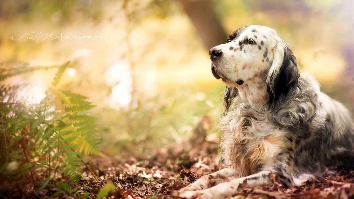 Фото с market.yandex.ru для примера