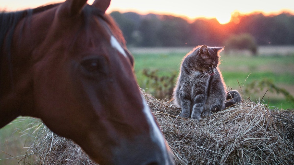    Лошади и кошки заняли лидирующие позиции в рейтинге