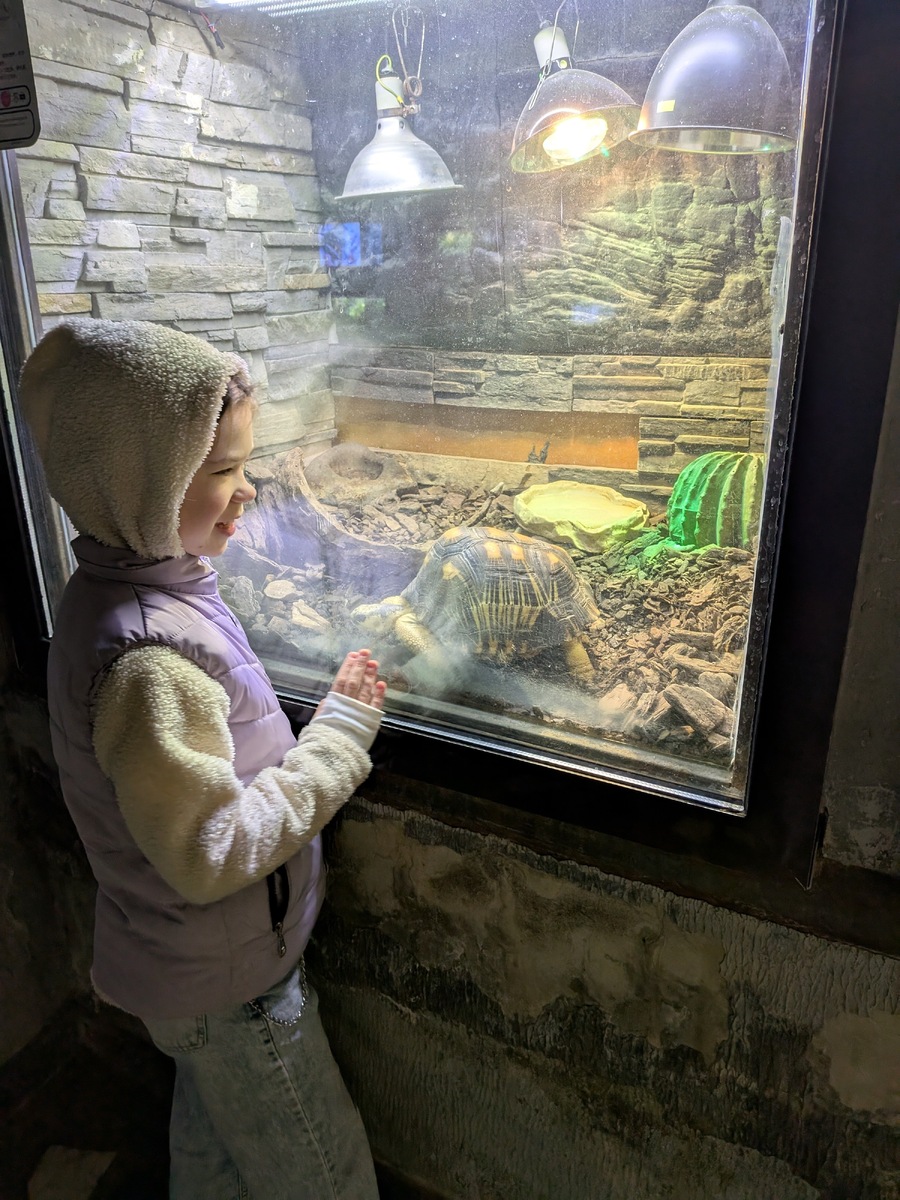 Знакомство с черепахой в зоопарке
