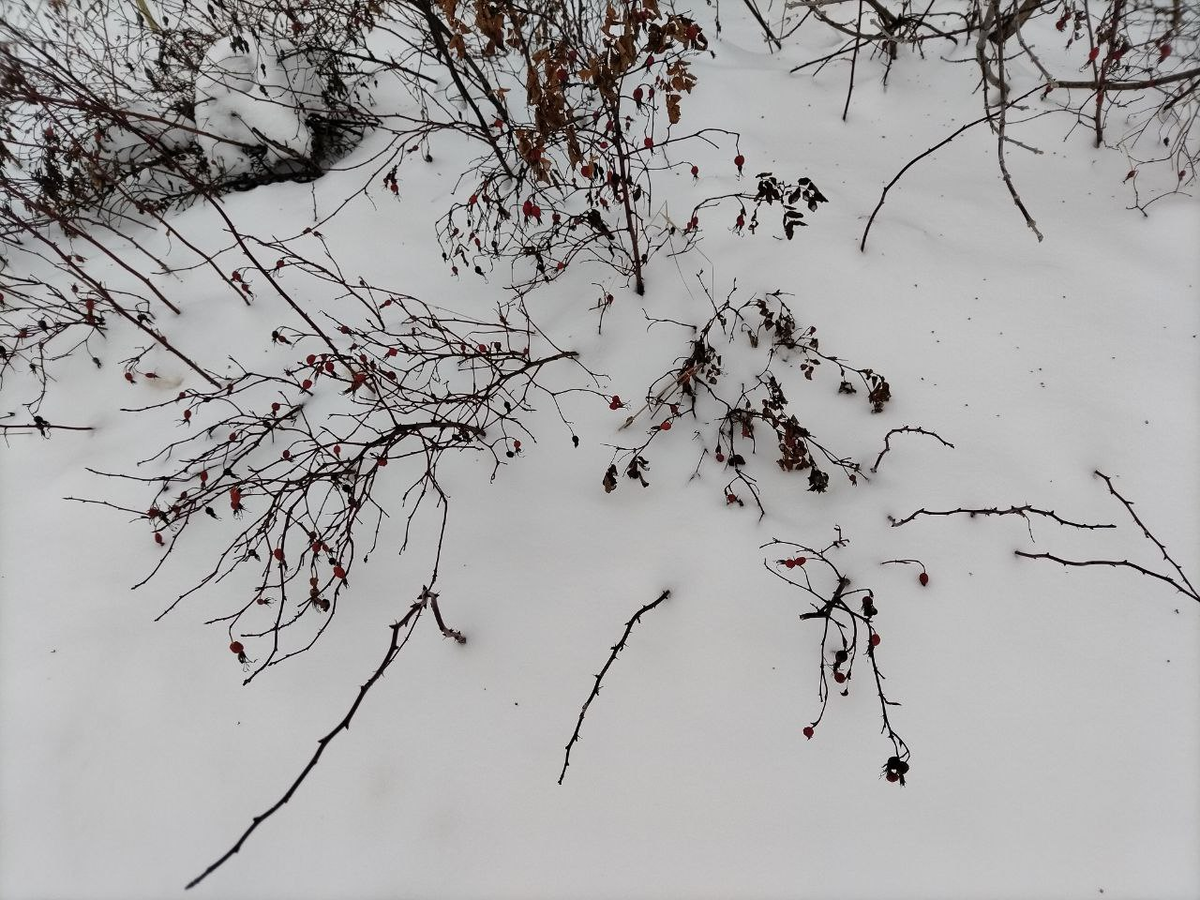 Фото автора.