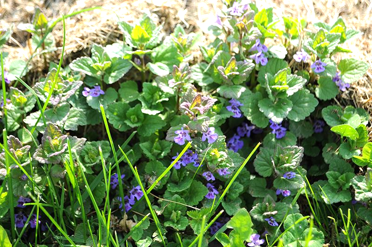 Будра плющевидная