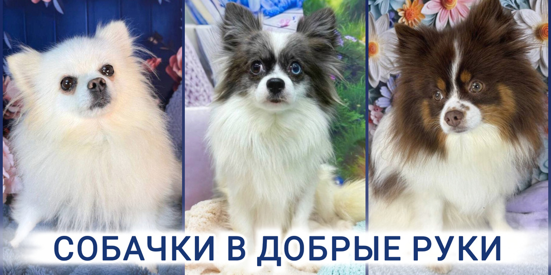 Они верят в чудо и ждут встречи с хозяином! Приезжайте за малютками в Домик Мелкашей❤️