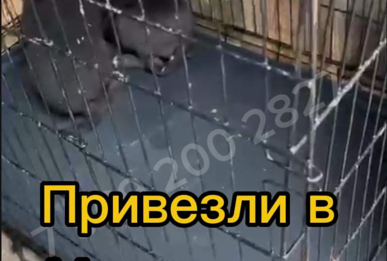 Помогите спасти 5 малышей🙏🏻
