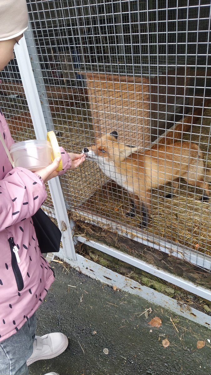 Лис любит сердечки.