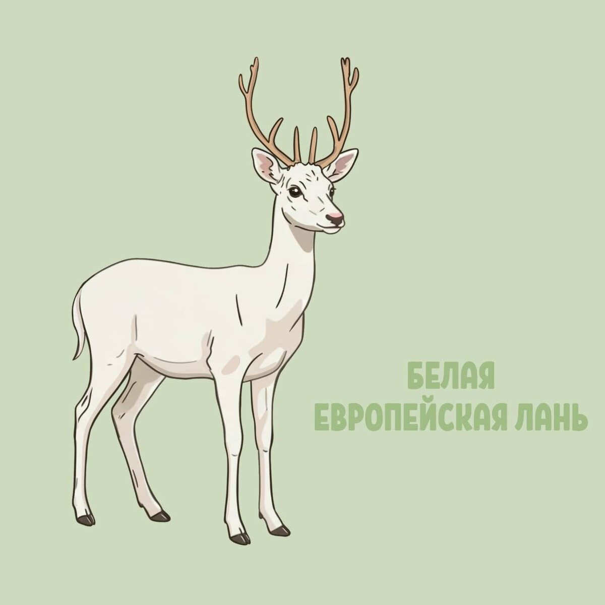 Европейская лань (лат. Dama dama)