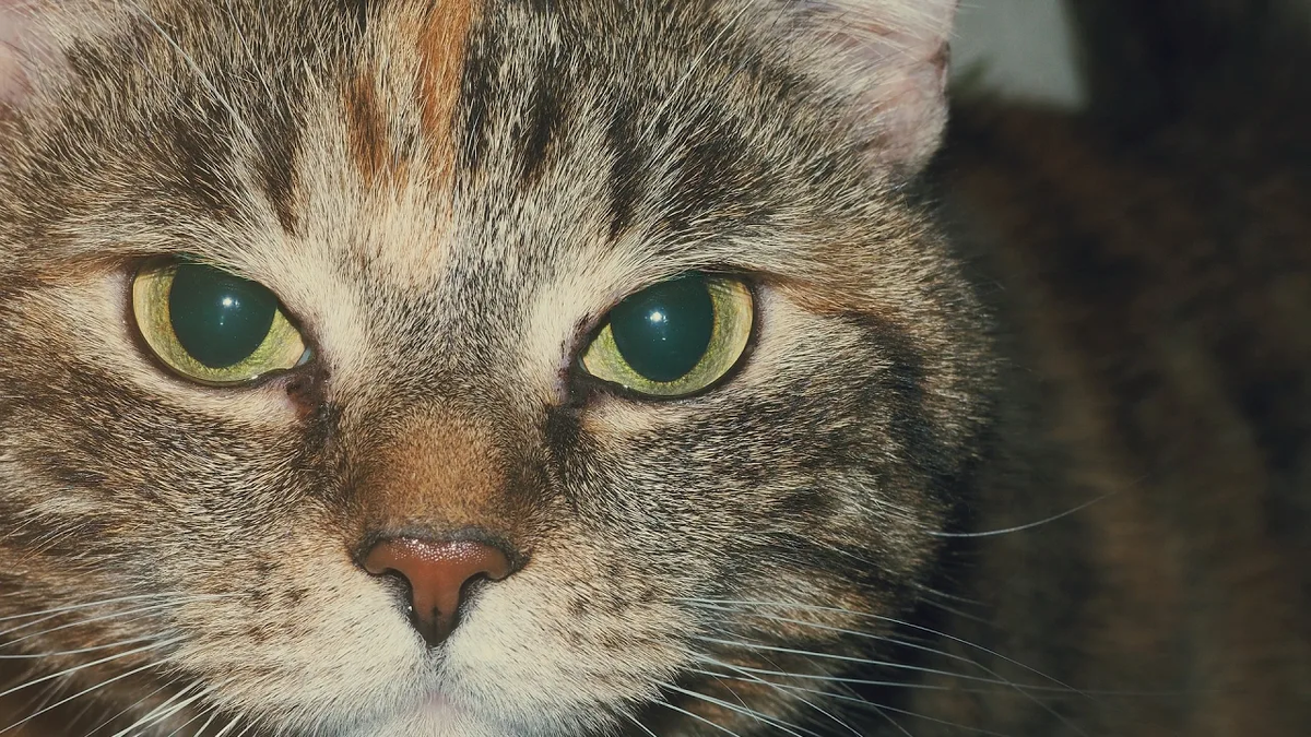 Тот неловкий момент, когда ты в душе Император, а по документам — Кабачок.
