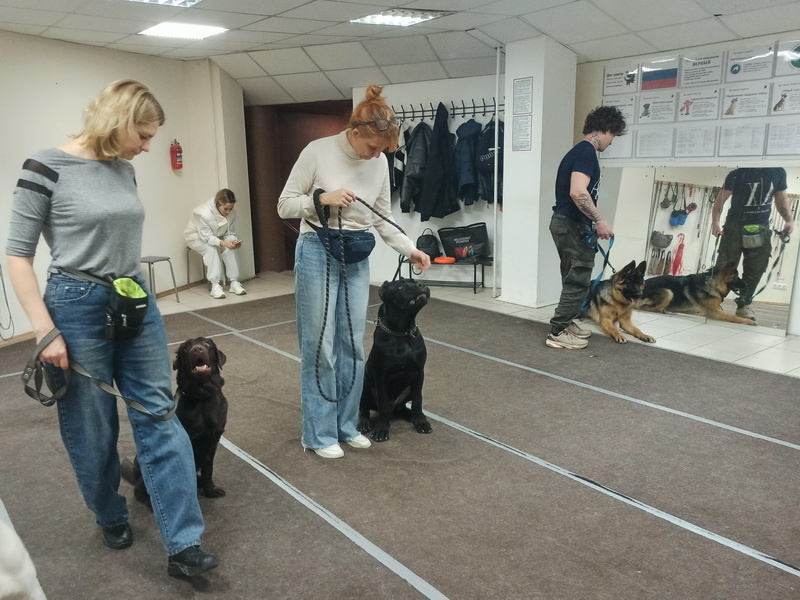 🐕 Начальное послушание 🐕 курс (группа)