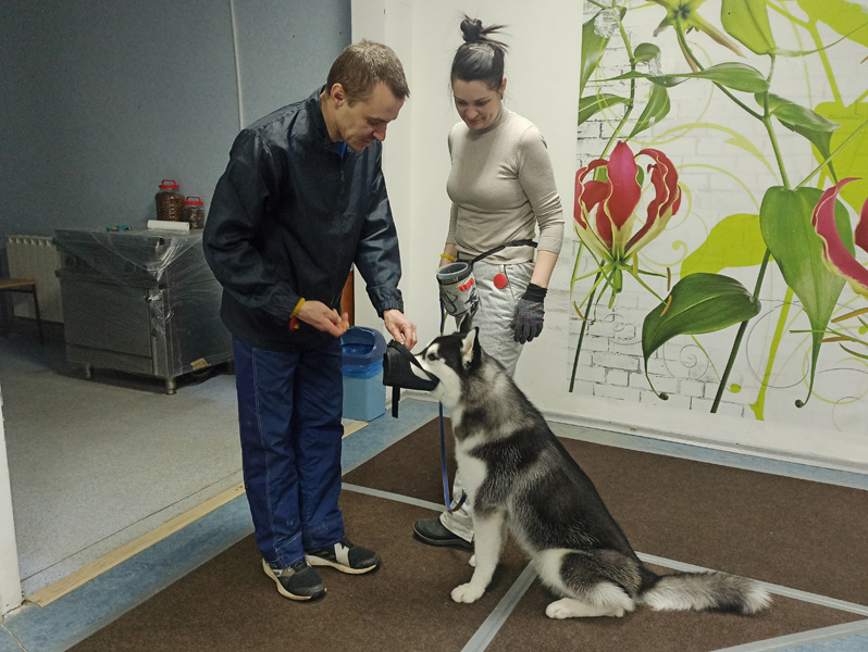🐕 Начальное послушание 🐕 Индивидуальное занятие в Дог-центре. Хаски 