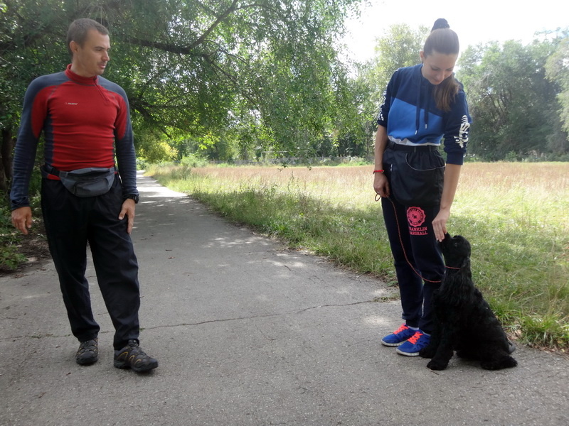 🐕 Начальное послушание 🐕 Индивидуальное занятие на улице. Американский кокер спаниель