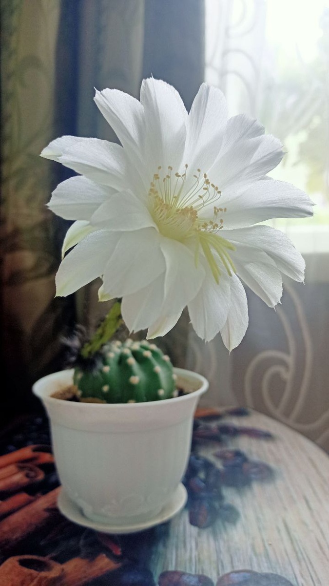 Эхинопсис / фото автора