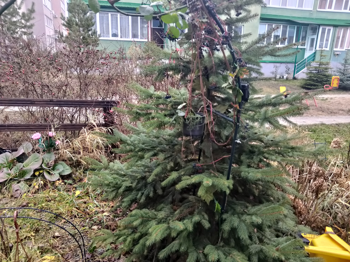 Фото автора, у нас 1 декабря