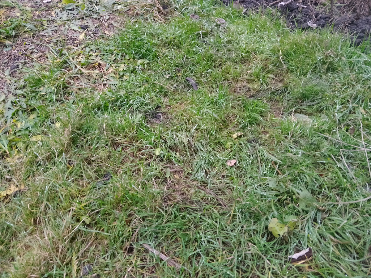 Фото автора, радуюсь травке 1 декабря