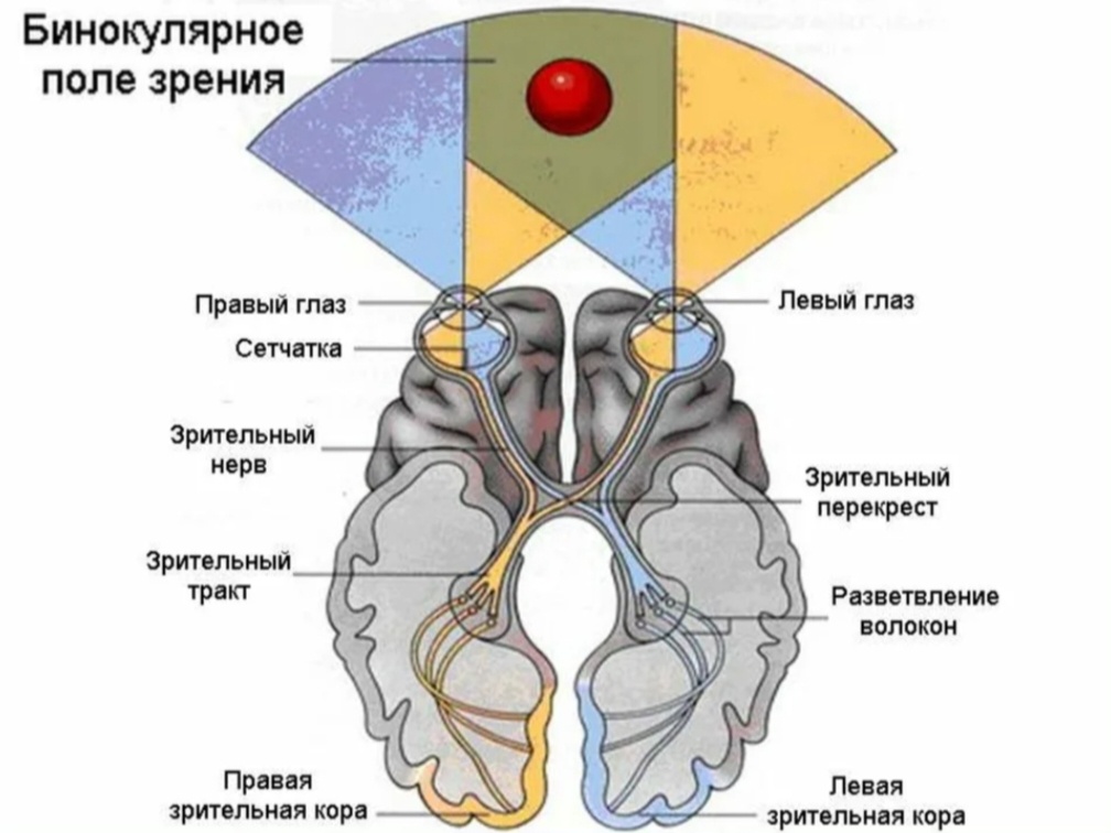 Изображение из Яндекс картинки 