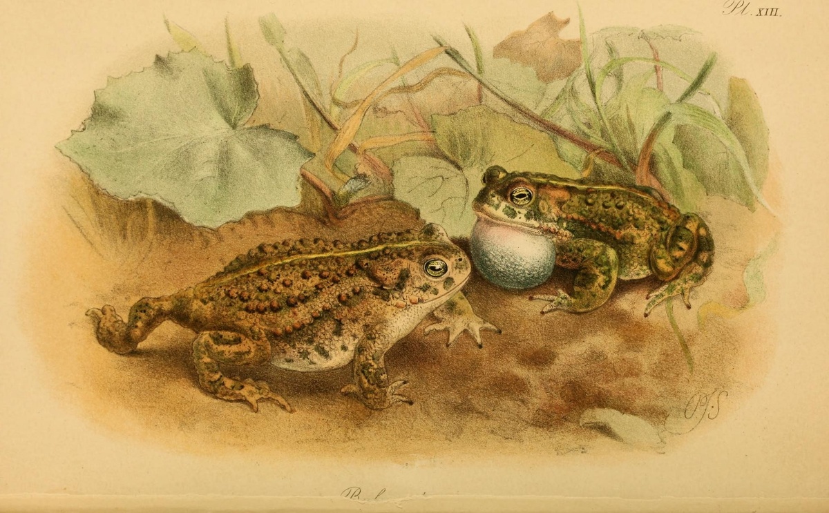 Европейская цветная литография XIX в. 