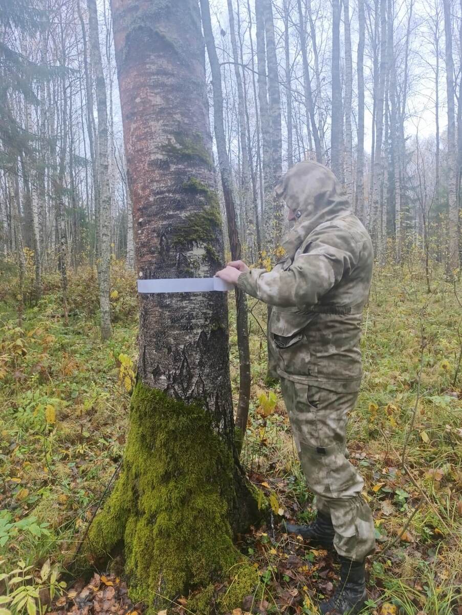 Клеевое кольцо