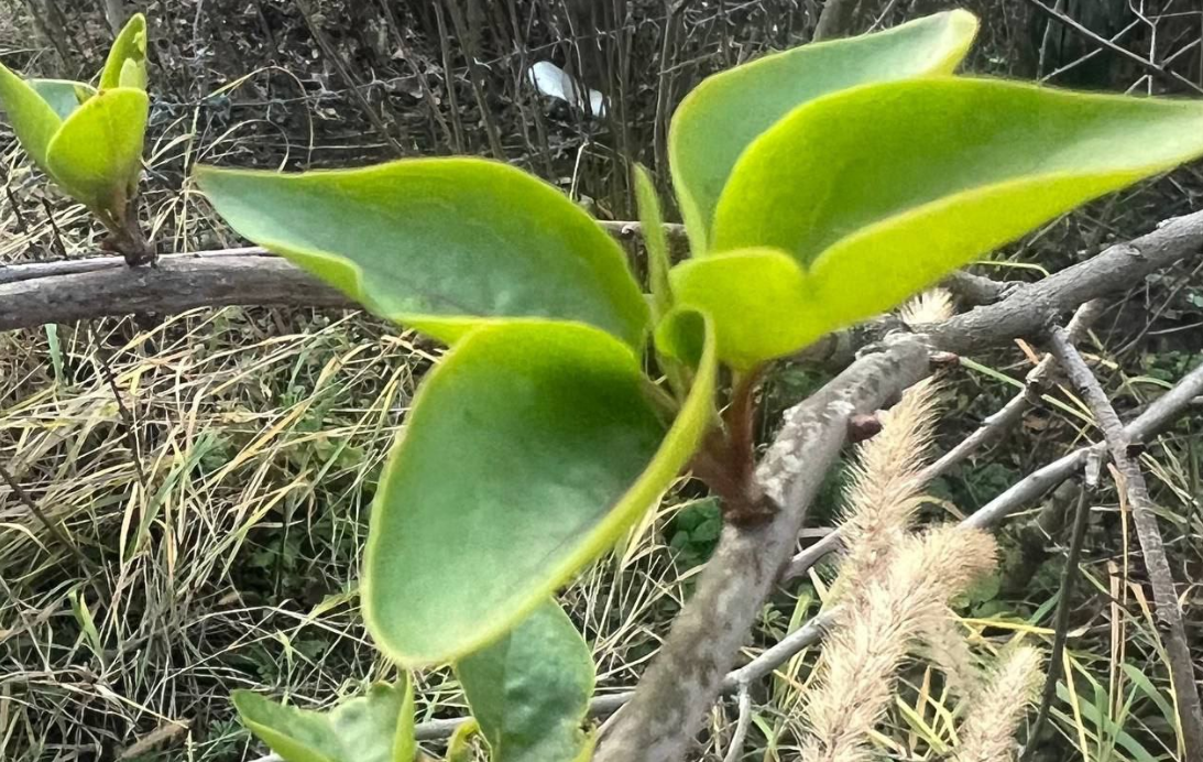     Фото: Ямное.Новости