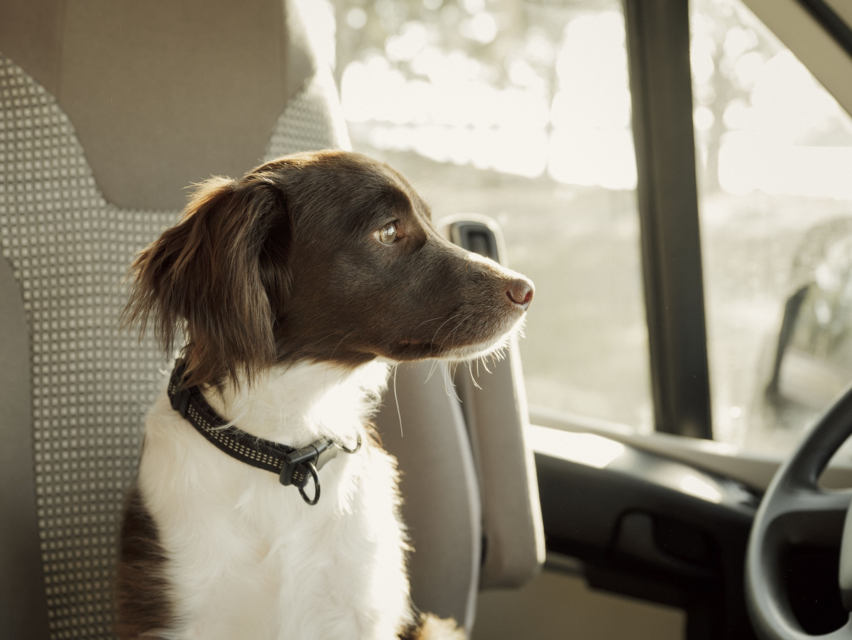 Фото: Knape / GettyImages