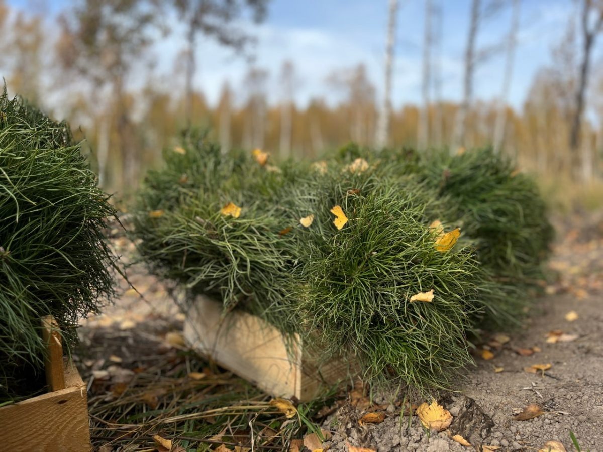    В Нижегородской области создали более 5 900 гектаров новых лесов