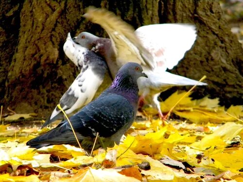 Что они делают мне неведомо, но это фото удача. фото Лена Воронова