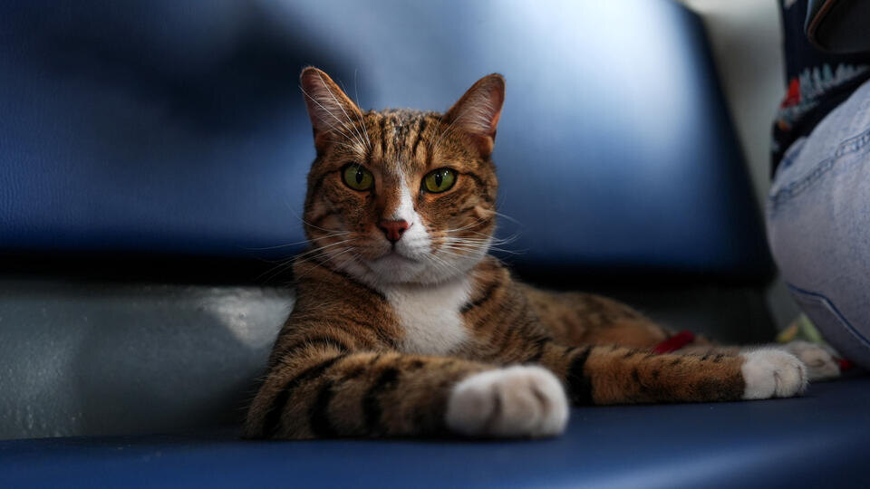 Фото: © ИЗВЕСТИЯ/Эдуард Корниенко / РЕН ТВ