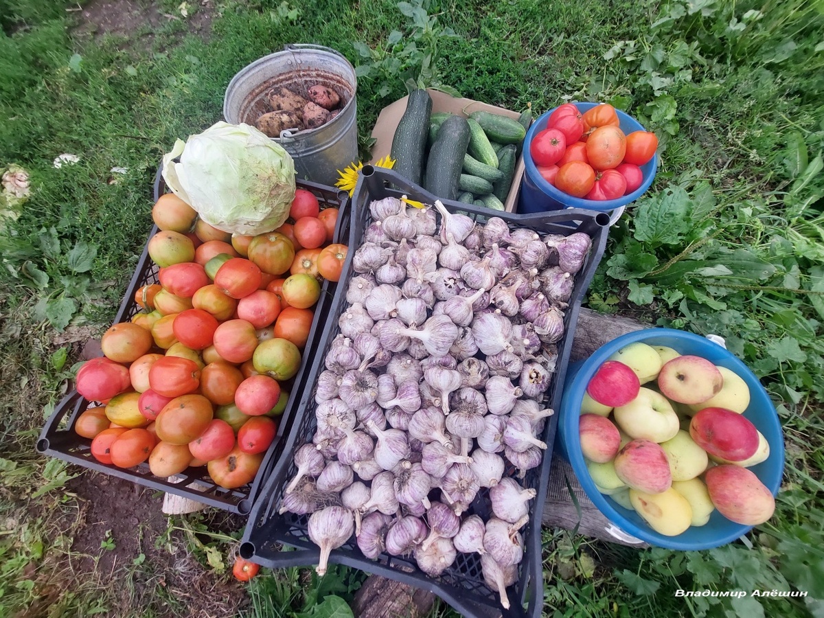 Часть нашего урожая