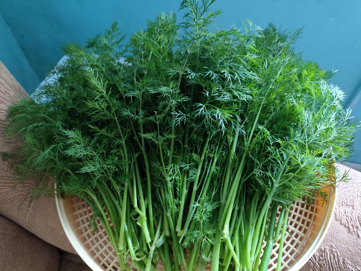 Пока еще мокрый от дождя, пусть подсохнет, вечером накрошу