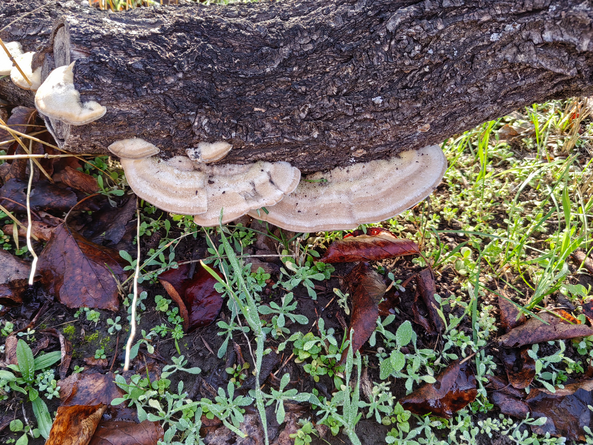 Такие вот грибочки. Выглядят аппетитно. А вдруг и правда съедобные?