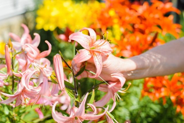 Секреты цветения лилий: всё об уходе за луковичными  📷
