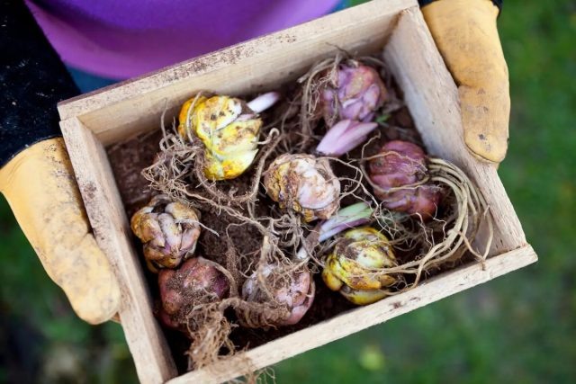 Весной, когда садоводам предлагается наибольшее разнообразие сортов, лучше покупать луковицы с живыми корешками и маленьким зеленым ростком. © kellogggarden  📷

