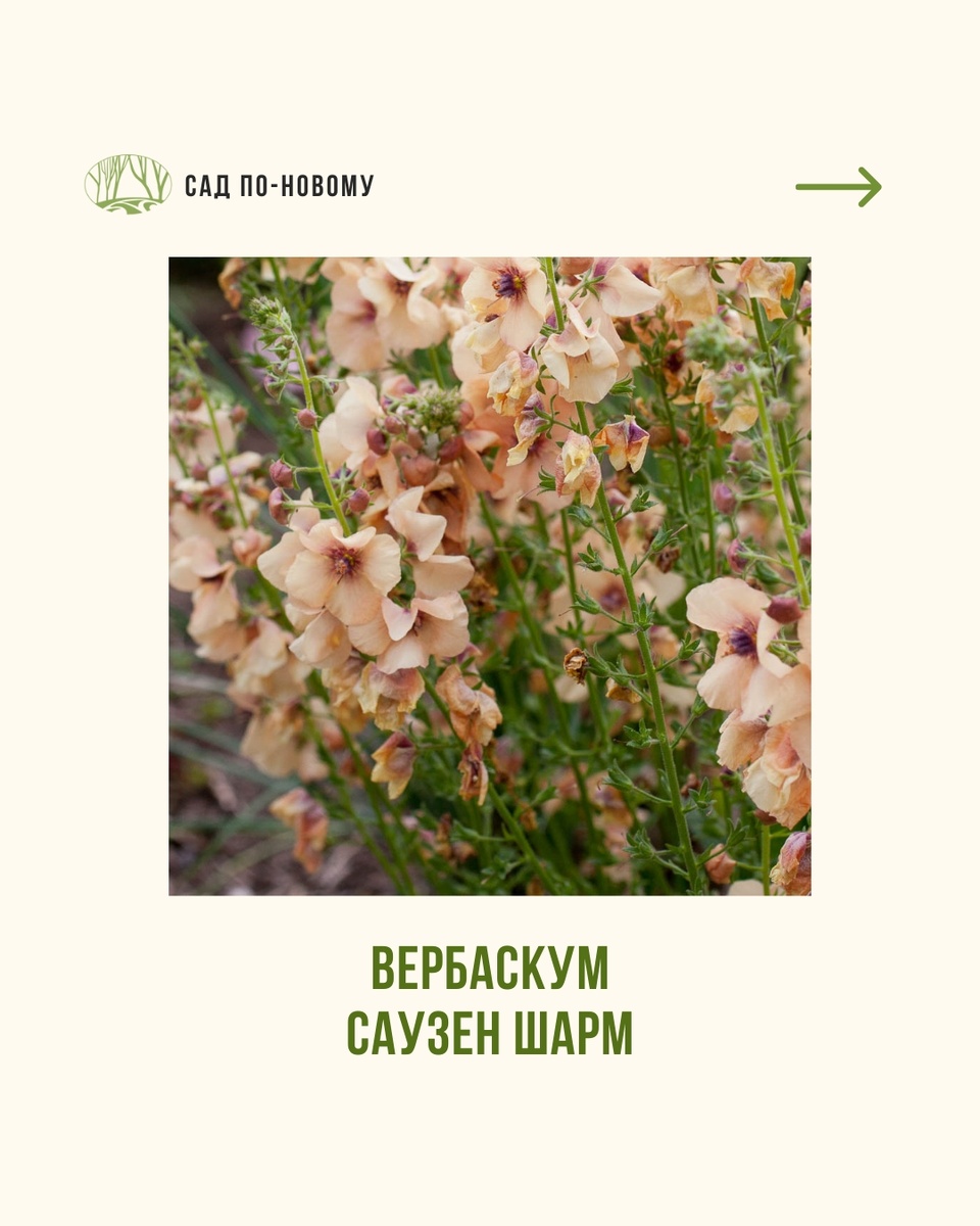 Листайте галерею по стрелке вправо 