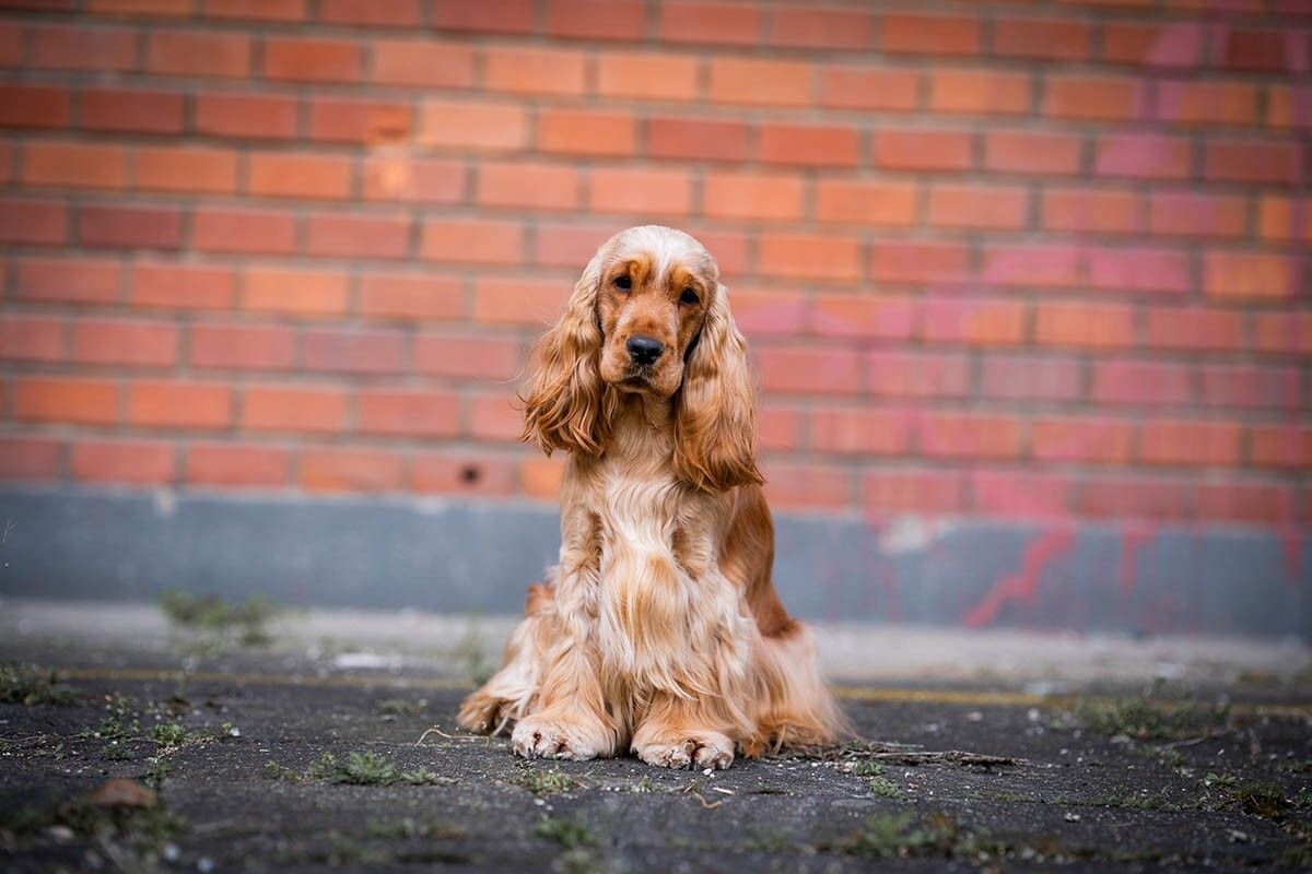 Захотели английского или американского кокер-спаниеля? Читайте описание пород, чтобы понять, подходит ли вам эта энергичная и преданная собака. Источник: nik174 / Shutterstock / FOTODOM📷
