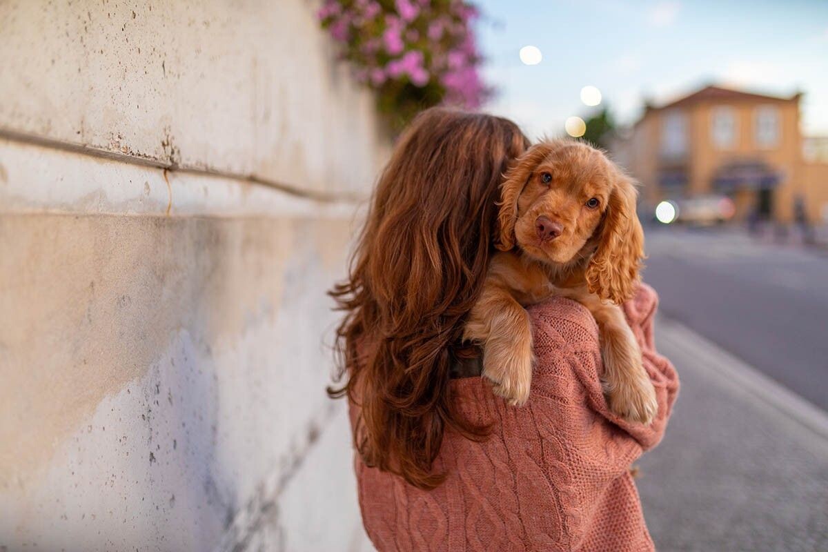 Кокер-спаниели такие милые не только на фото, но и в жизни. Источник: anaganeva / Shutterstock / FOTODOM📷
