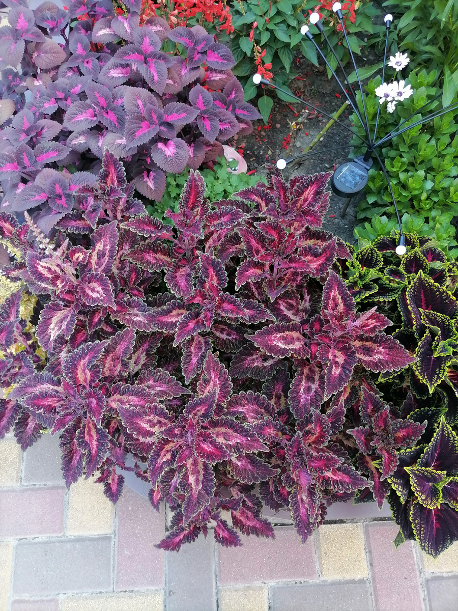 Фото  автора